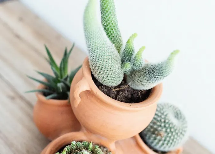 Apartmán Casuca Rubia Udalla